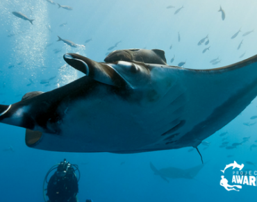 How can conservation, tourism, research and community engagement work in partnership to help save sharks and rays?