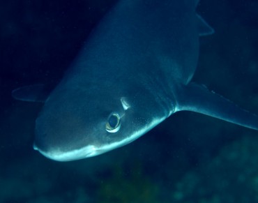Newly Discovered Shark Species Honors Female Pioneer