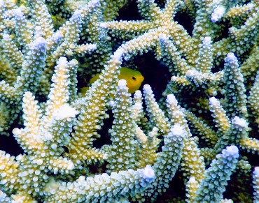 A Plan to Save Earth's Oceans