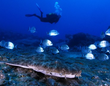 First Complete Assessment of European Marine Fishes Highlights Major Threat From Overfishing