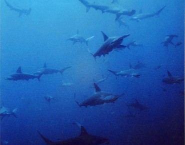 Shark massacre reported in Colombian waters