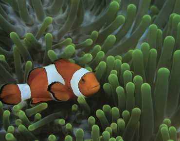 Finding Nemo May Soon Be Impossible on the Reef