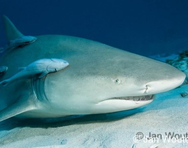 Stronger Shark Finning Ban Endorsed by European Parliament