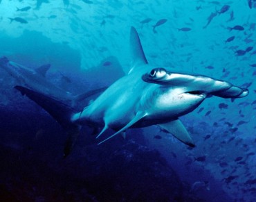 Hammerhead Shark Head Shape Mystery Solved