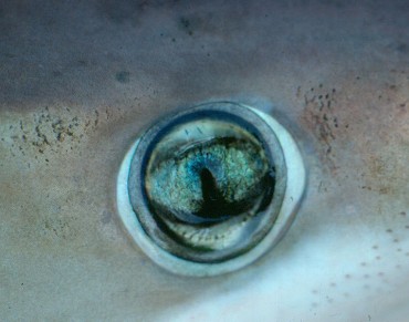 Study Reveals Sharks Are Color Blind