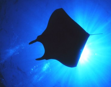 Majestic Manta Ray Designated Vulnerable Species