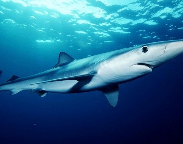 Shark Finning: Proposal to Bring Ban Forward