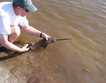 Securing a Safe Future for Sawfishes