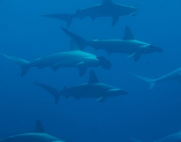 Even Sharks Make Friends and Cooperate with Each Other