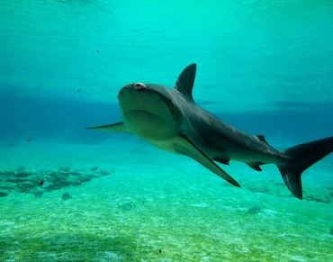 Global Fishing Threatens Endangered Sharks