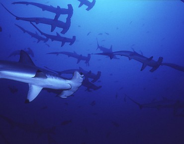 Australian Government Seeks to Opt Out of Protection of Five Shark Species