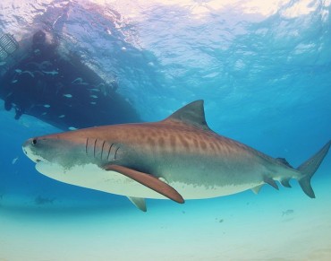 Bahamas bans commercial shark fishing