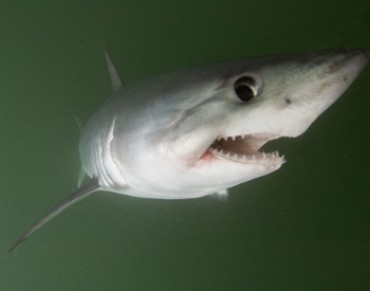 EU Protects Porbeagle Sharks