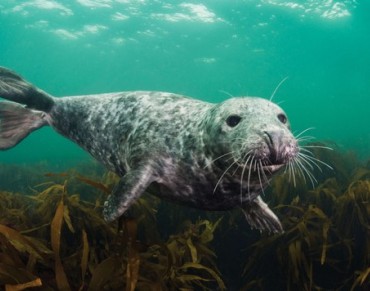 Europe’s Seas: Productive, But Not Healthy or Clean