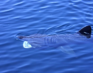 Public Sightings Suggest Increase in Basking Sharks in British Waters