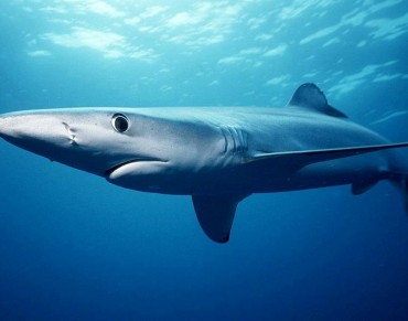 Ban on Shark Finning Sped Up