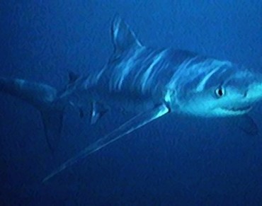 Shark Fin Soup to Blame for Blue Shark Decline