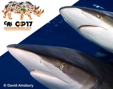 Record agenda for World Wildlife Conference
