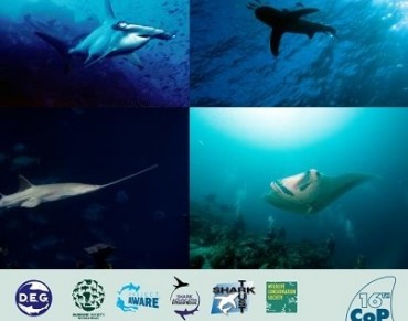 Sawfish and Mantas Follow Sharks on CITES Agenda, Receive Overwhelming Support