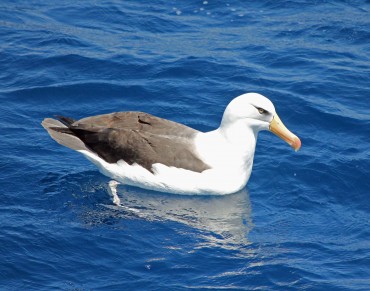 Plastic Takes Deadly Toll