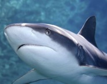 Refuge for Sharks Proposed by Cooks