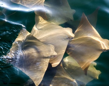 New Research Challenges Cascading Effects of Shark Declines