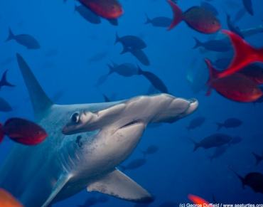 Join the Expedition: Scientists and Scuba Divers Help Protect Cocos Island’s Marine Life