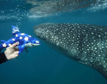 "Give Sharks a Break" Shout Finn and Finley