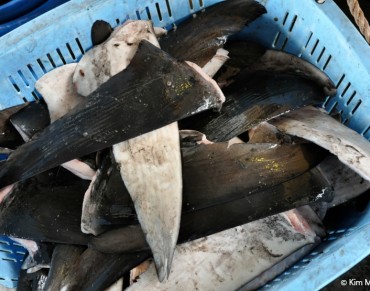 New Zealand to Ban Shark Finning