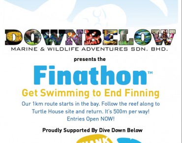 Dive Downbelow Get Swimming to End Shark Finning