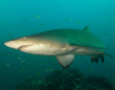 Grey Nurse Sharks in East Australia: Critically Endangered and Critically Unprotected