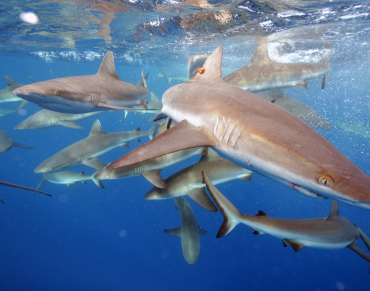 Obama Creates Vast Pacific Ocean Marine Reserve