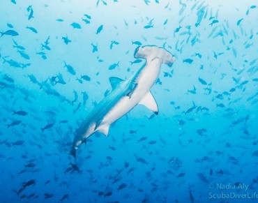 Shark Proposals Adopted at CITES Committee Meeting