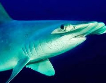 New Species of Hammerhead Shark Confirmed