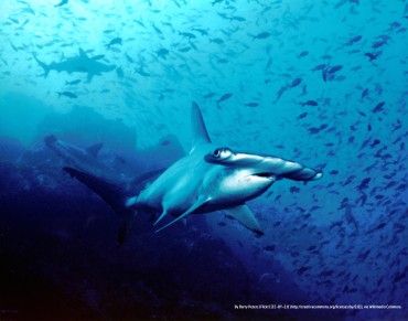 Wanted: Protection for Hammerheads