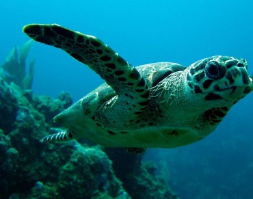Plastic Not So Fantastic For Marine Creatures or Our Diets