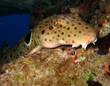 Conservation Groups Call for More Protection for Rays as Well as Sharks in New 10-Year Strategy