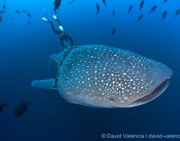 Tangled in Trash: A Whale Shark Rescue