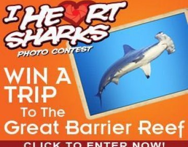 I Heart Sharks Photo Contest