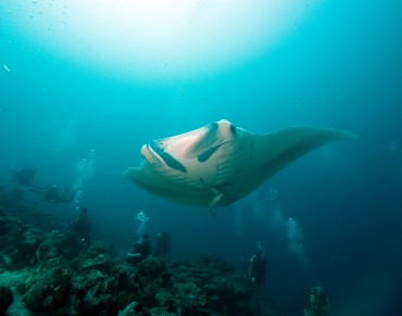 First Satellite Tag Study for Manta Rays Reveals Habits and Hidden Journeys of Ocean Giants