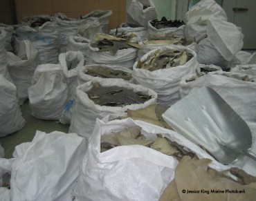 Curbing the Shark Fin Trade is Laudable. But It’s Not Enough to Save the Species