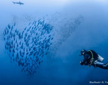 Expert Amateurs: Local Dive Guides Report Sharks for Citizen Science