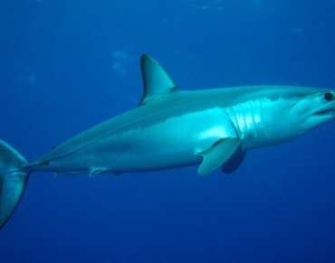 Atlantic Fishery Managers Fail Sharks Yet Again