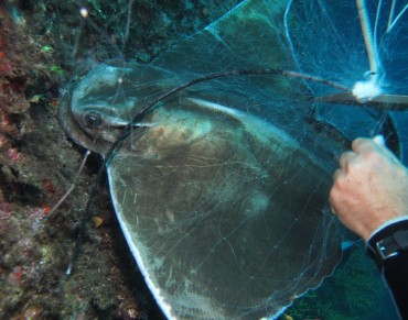 Global Impact of Debris on Marine Life Studied
