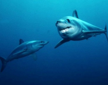 Atlantic Tuna Commission Fails Sharks Again