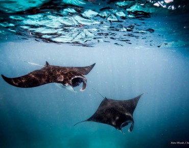 Indonesia Announces World's Biggest Manta Ray Sanctuary