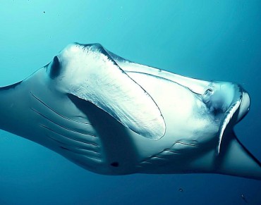 Chinese Medicine Proves Disastrous for Manta Rays