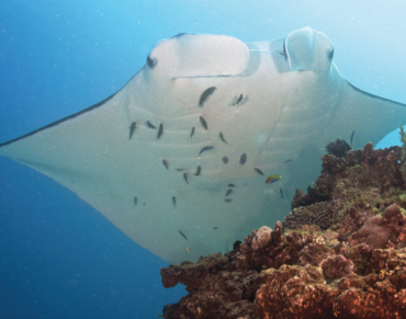 Historic Chance for Shark and Ray Conservation at Upcoming UN Wildlife Conference
