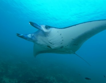 Manta Ray Struggles for Survival