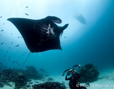 The 'Million Dollar Manta' Being Killed Worldwide for Unproven Health Tonics  